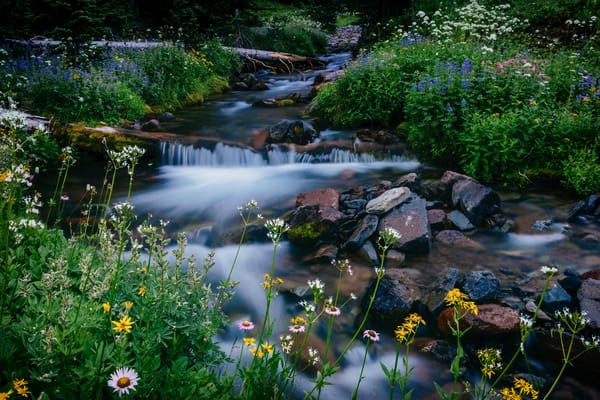 Обои цветы, национальный парк Маунт-Рейнир, Mount Rainier National Park, Вашингтон, Melody Creek, Маунт-Рейнир, Washington, камни, ручей