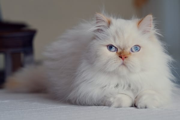Обои голубые глаза, персидская кошка, взгляд, пушистая