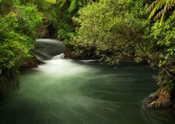 Обои зелень, ручей, ветки, Okere Falls, Новая Зеландия, кусты, течение