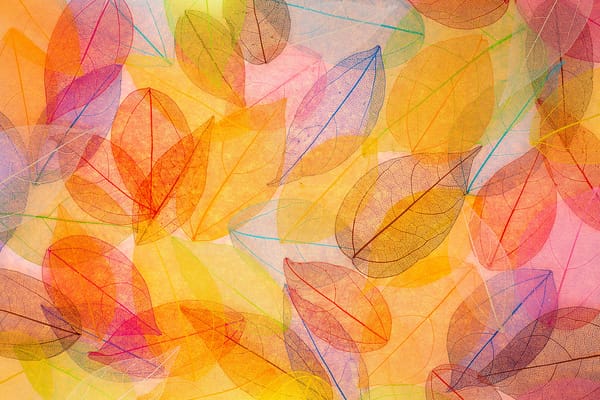 Обои осенние, leaves, autumn, transparent, листья, colorful, abstract