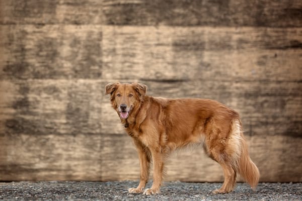 Обои пёс, Brown at Sundown, golden retriever, стена