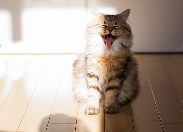 Обои Daisy, котенок, © Ben Torode