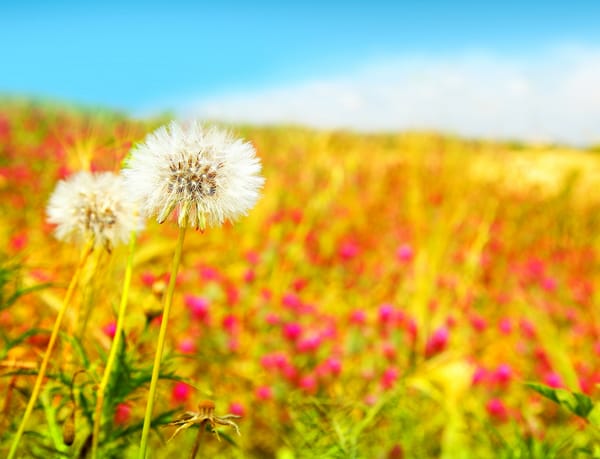 Обои цветы, весна, dandelions, небо, Beautiful field, белые, природа, одуванчики, голубое, поле