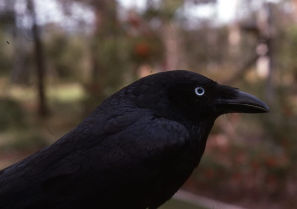 Обои животные, ворон, птицы, torresian crow
