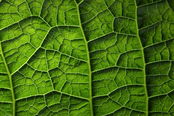 Обои plant, leaf, green