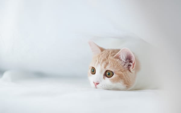 Обои Hannah, © Ben Torode, котенок
