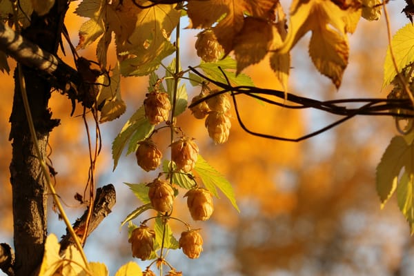 Обои осень, природа, Golden Hops