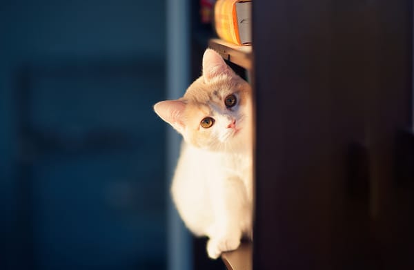 Обои Hannah, котенок, © Ben Torode