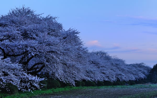 Обои цветущая вишня, парк в префектуре Китаками, cherry blossoms, japan, sakura, сакура, prefectual park in Kitakami, Kitakami Tenshochi, вечер, evening, япония