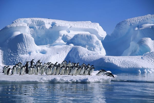 Обои Adelie Penguin, sea, Antarctica, ice