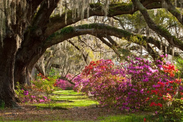 Обои Magnolia Plantation & Gardens, парк, деревья, кусты