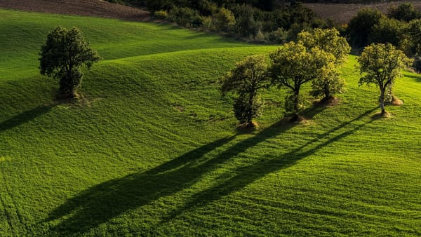 Обои поля, Марке, Pievebovigliana, Италия, Monti Sibillini National Park, Italy, Пьевебовильяна, Marche, деревья, Национальный парк Монти-Сибиллини