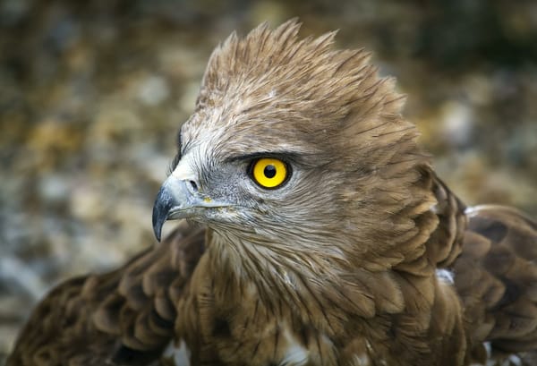 Обои bird, feathers, eagle, yellow eye