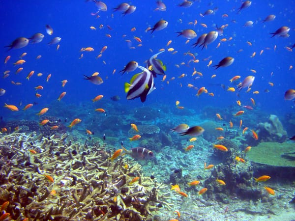 Обои рыбы, подводный мир, кораллы, reef and fish