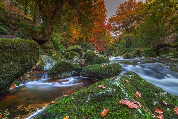 Обои Национальный парк Дартмур, река, Англия, мох, деревья, Devon, Девон, Dartmoor National Park, камни, England, осень