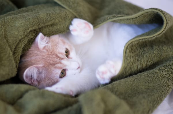 Обои котёнок, Hannah, плед, © Benjamin Torode