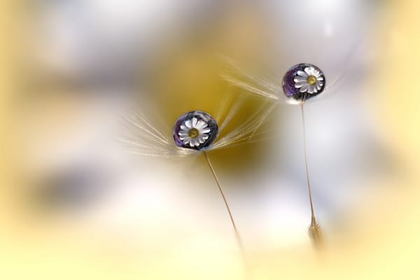 Обои macro, bokeh, serene, depth of field