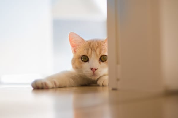 Обои Hannah, кошка, © Ben Torode