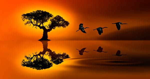 Обои дерево, отражение, птицы, SUNSET JOURNEY