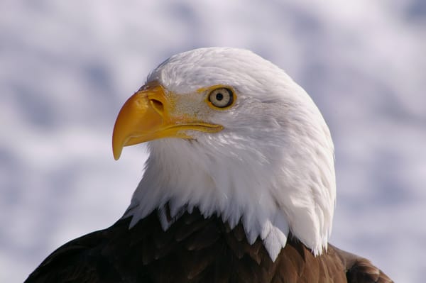 Обои Птица, белоголовый орлан, взгляд, bird, профиль, bald eagle