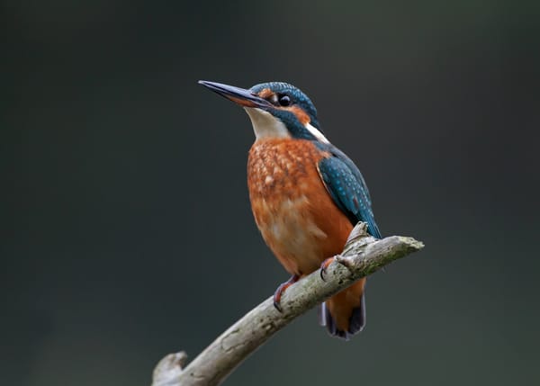 Обои Птица, bird, обыкновенный зимородок, Alcedo atthis, branch, kingfisher, рыбалочка, ветка