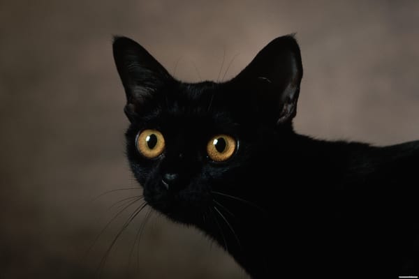 Обои пристальный, черный, взгяд, кот