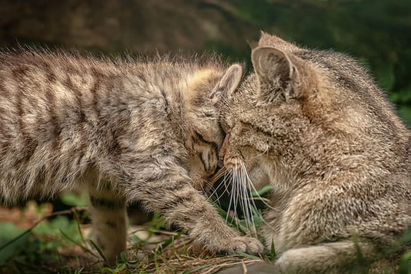 Обои дикая кошка, котёнок, ласка, материнство