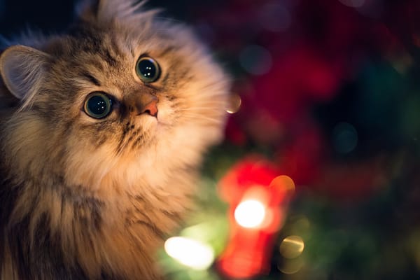 Обои Benjamin Torode, кошка, Daisy, огни, морда, Ben Torode