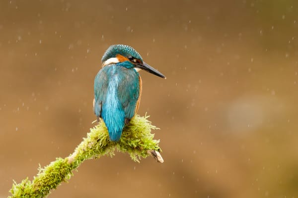 Обои птица, Andrew Haynes рhotography, мох, ветка, alcedo atthis, обыкновенный зимородок, kingfisher, дождь