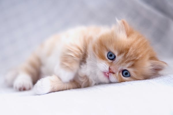Обои взгляд, малыш, рыжий котёнок, котёнок, рыжий, персидская кошка