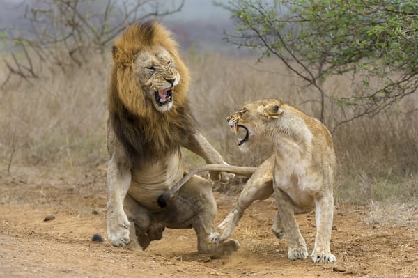Обои lioness, lion, attack, fight
