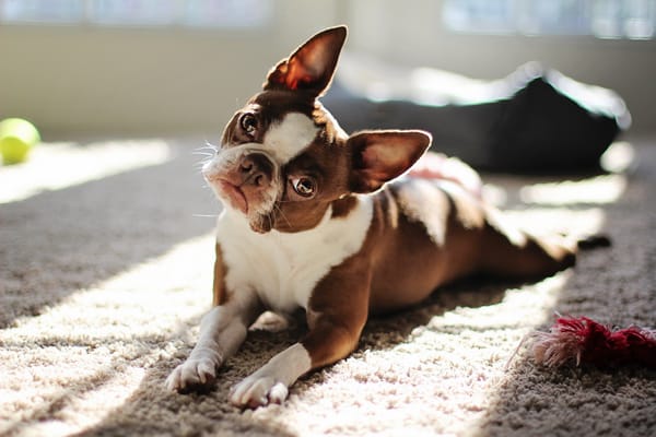 Обои red boston terrier, взгляд, собака