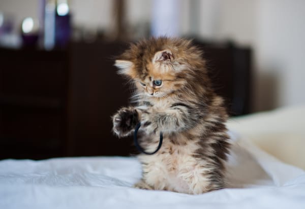 Обои котёнок, Daisy, © Benjamin Torode