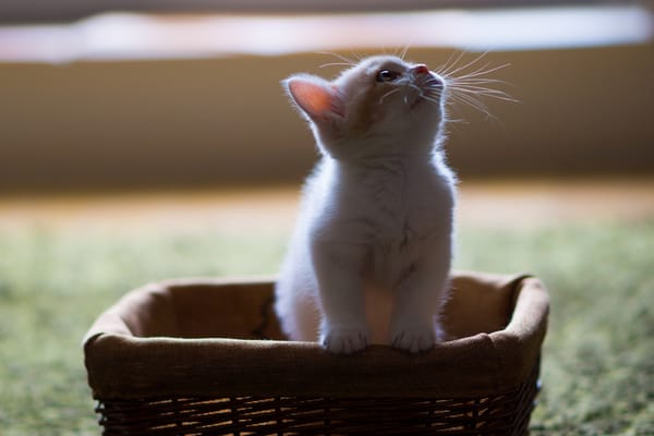 Обои Hannah, котёнок, корзинка, © Benjamin Torode