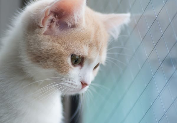 Обои Hannah, котёнок, © Benjamin Torode
