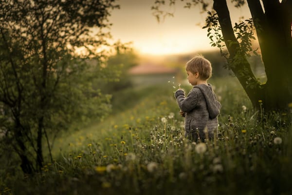 Обои одуванчики, природа, мальчик