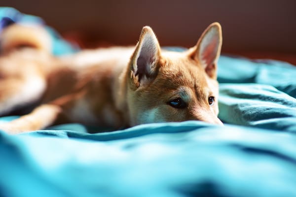 Обои собака, щенок, Hanzo, Neil Prasad Photography