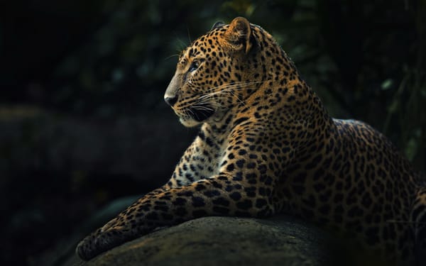 Обои леопард, panthera pardus, хищник, животное