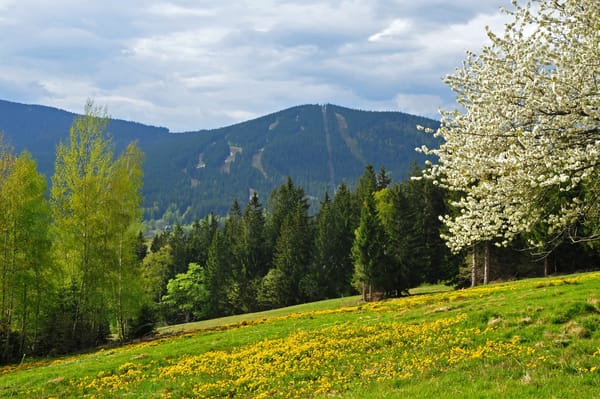 Обои весна, Шумава, лес, Železná Ruda, Чехия, гора Шпичак, vrch Spicak, горы, narodni park Šumava, поле