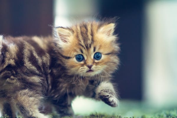 Обои Daisy, котенок, кошка, взгляд, Benjamin Torode, Ben Torode