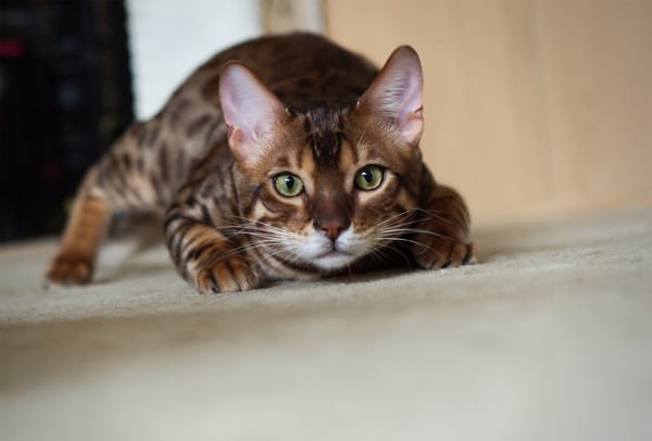 Обои котэ, бенгальский, крадется, кот