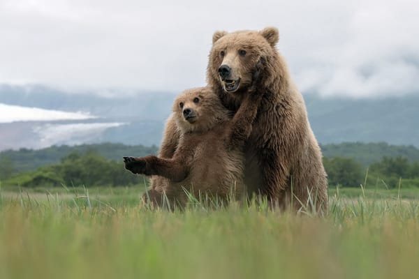 Обои лето, Grizzly Bears, природа