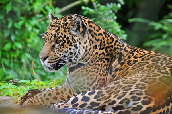Обои ягуар, морда, хищник, дикая кошка, panthera onca