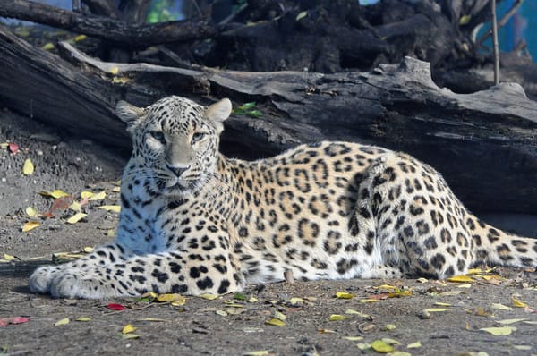 Обои леопард, отдых, хищник, panthera pardus, персидский, взгляд