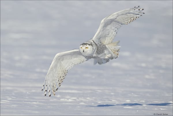 Обои snowy owl, снег, полярная сова, зима, белая сова, полёт, крылья