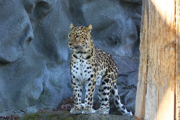 Обои леопард, пятнистая кошка, хищник, amur leopard, взгляд