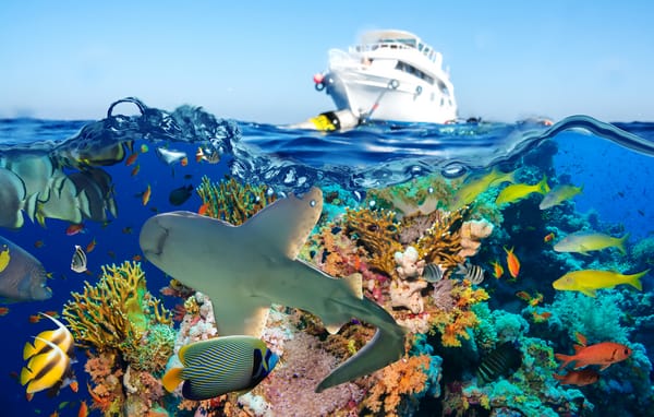 Обои рыбы, море, кораллы, яхта, акула, подводный мир
