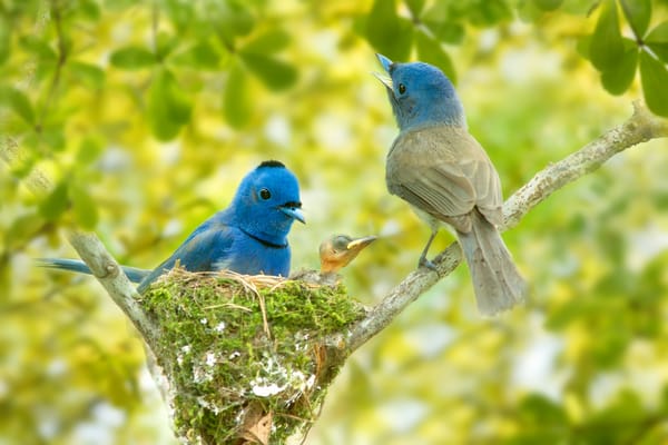 Обои птицы, Синий монарх, гнездо, птенец, Black-naped monarch, ветки, боке