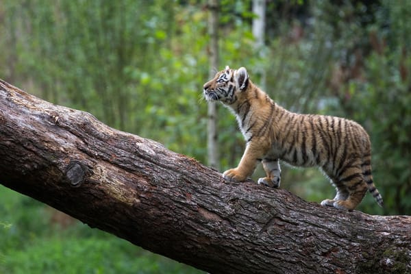 Обои бревно, котёнок, тигрёнок