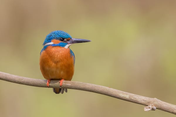 Обои bird, branch, eye, kingfisher